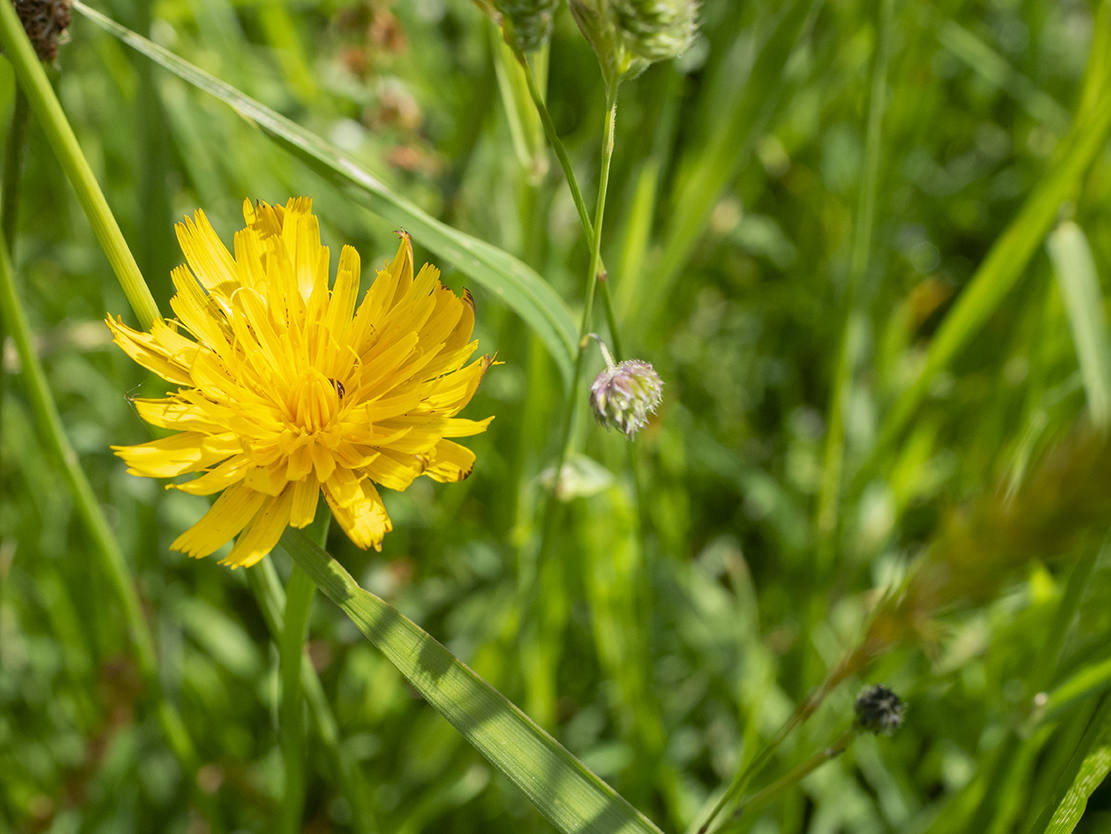 IMAGES\Paardebloem (taraxacum officinale)\P1280125_sm.jpg